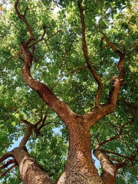 Gövdesi çok kalın ve çok fazla yaprağı var. Yapraklar yeşil ve ağaç çok uzun.
