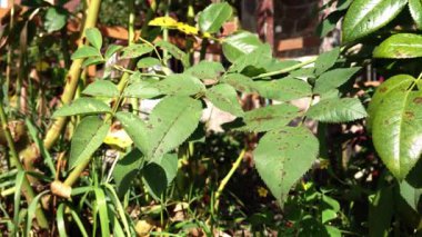 Üzerinde birkaç kahverengi leke olan yeşil yapraklı bir bitki. Bitki başka bitkilerle çevrili ve üzerinde birkaç böcek var.