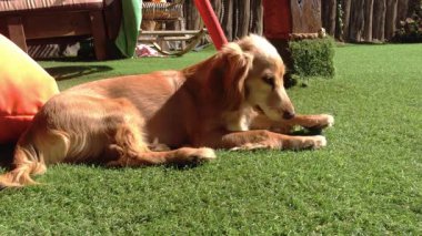 Köpek bir bahçedeki çimlerin üzerinde yatıyor. Köpek kahverengi ve ağzında bir top var.