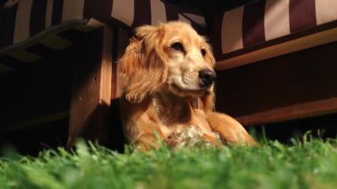 Küçük köpek çimlerin üzerinde yatıyor. Köpek kahverengidir ve siyah bir burnu vardır. Çimler yeşil ve köpek kameraya bakıyor.