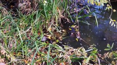 Yüzeyde yaprakları yüzen bir gölet. Su bulanık ve çimenler büyümüş.