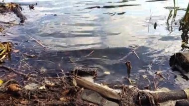 Üstünde bir sürü döküntü olan bir ceset. Su bulanık ve molozlar çoğunlukla yaprak ve sopalardan oluşuyor.