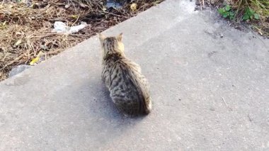 Kedi kaldırımda oturuyordu. Kedi, kameraya bakıyor. Kedi küçük ve kahverengi.