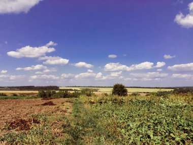 Birkaç ağaç ve mavi gökyüzü olan bir tarla. Gökyüzü açık ve güneş parlıyor.