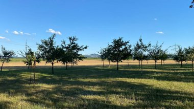 Arka planda mavi gökyüzü olan ağaçlar. Ağaçlar sıralanmış ve gökyüzü açık