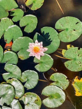 Tek pembe çiçek, nilüferlerle dolu bir havuzun ortasındadır. Çiçek birçok nilüferle çevrilidir ve su sakindir. Huzur ve sükunet kavramı