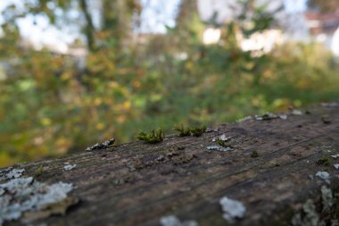 Yosun ve liken kaplı ahşap kütük. Yosun yeşil ve beyazdır ve tüm kütüğü kaplar. Kütük ahşap bir platformda oturuyor ve ağaçlarla çevrili. Huzurlu bir görüntü var.