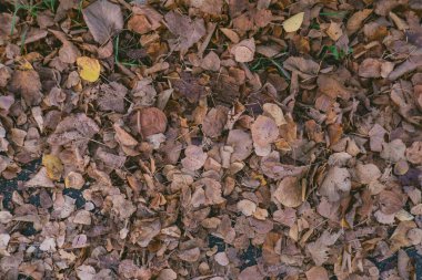 Yere yaprak yığını. Yapraklar kahverengi ve dağınık. Bu görüntünün doğal ve huzurlu bir havası var.
