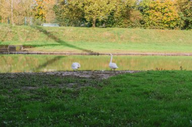 İki kuğu bir göletin yakınındaki çimenli bir alanda duruyor. Huzurlu ve huzurlu bir sahne, sakin suların tadını çıkaran kuşlarla.