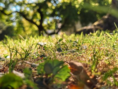 Arka planda bir ağaç olan çimenli bir araziyi kapatın. Çimler yeşil, ağaçlar uzun.