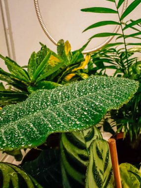 Üzerinde çiy damlası olan yaprak diğer bitkilerle çevrilidir. Bitkiler yeşil ve yaprağın üzerindeki çiy berrak.