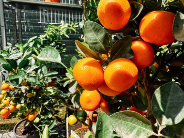 Ağaçtan sarkan portakallar. Portakallar olgunlaştı ve toplanmaya hazır. Ağaç diğer ağaçlar ve bitkilerle çevrili, verimli ve canlı bir ortam yaratıyor.