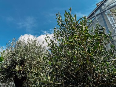 Yeşil yapraklı ağaç bir binanın önündedir. Gökyüzü mavi ve arka planda bulutlar var.