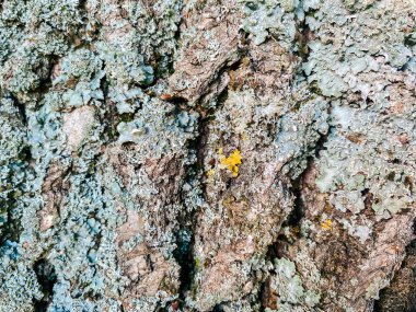 Ağaç gövdesi yosun ve yosunla kaplı. Yosun yeşildir ve liken sarıdır.