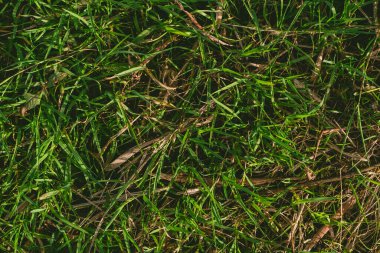 Arka planda ölü çimenler olan bir çimene yakın plan. Çimenler gür ve yeşilken, ölü çimenler kahverengi ve solmuş.