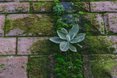 Tuğla bir duvarda küçük bir bitki büyüyor. Bitki yeşil ve yaprak gibi görünüyor. Tuğla duvar yosunla kaplı, doğal ve organik bir görüntü veriyor. Büyüme ve esneklik kavramı