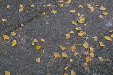 Kaldırımda yaprak yığını. Yapraklar sarı ve kahverengidir. Yapraklar her yere saçılmış.