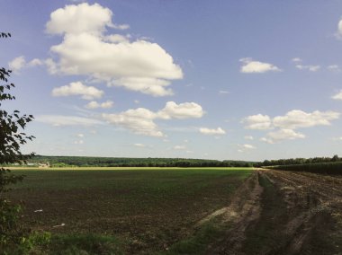 Birkaç ağaç ve bulutlu bir gökyüzü olan bir arazi. Gökyüzü mavi ve bulutlar beyaz