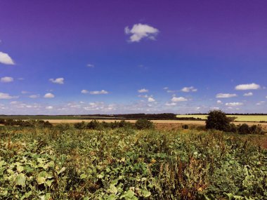 Arka planda mavi gökyüzü olan yeşil çimen tarlası. Gökyüzü açık ve güneş parlıyor.