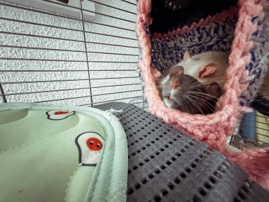 Fare, kafesin içinde pembe bir battaniyenin içinde uyuyor. Battaniyenin kırmızı gözlü yeşil bir tasarımı var.