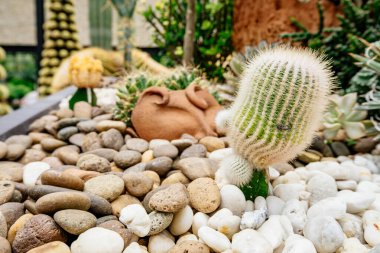 Kaktüs kayalık bir bölgede büyüyor. Arka planda başka bitkiler de var. Kaktüs kayalar ve toprakla çevrili.