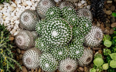 Kaktüs ve sulu bir grup kaya yüzeyinde. Grupta en az dokuz bitki var.