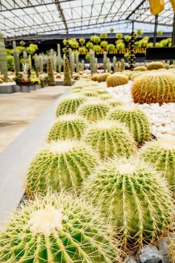 Kaktüsler bir serada sıraya dizildi. Kaktüsler yeşil ve sarı.