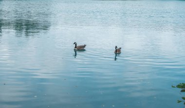 İki ördek bir gölde yüzüyor. Su mavi ve sakin.