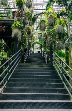 Üzerinde bitkiler büyüyen merdivenler. Bitkiler tavandan sarkıyor. Merdiven siyah ve metal parmaklıkları var.