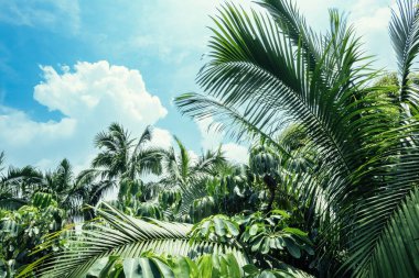 Palmiye ağaçları ve açık mavi gökyüzü ile yemyeşil orman. Gökyüzü bulutlarla dolu.