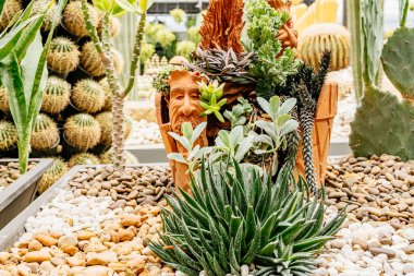 Üzerinde bir adamın resmi olan küçük bir bitki tencerede duruyor. Tencere kayalar ve diğer bitkilerle çevrili.