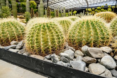 Kaktüsler bir bahçede sıralanır. Kaktüsler kayalarla dolu bir kara kutunun içinde.