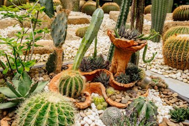Ortasında büyük bir kaktüs olan kaktüs bahçesi. Bahçede daha bir sürü kaktüs var.