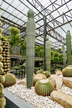 Büyük kaktüs bir çöl sahnesinin ortasında. Arka planda başka kaktüsler de var.