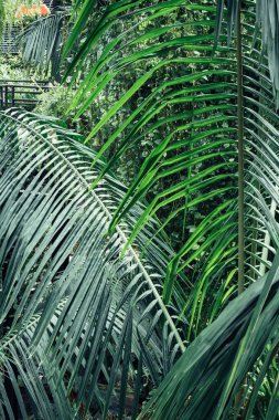 Uzun, ince gövdeli, gür yeşil palmiye ağaçları ve yeşil renkli yapraklar. Yapraklar güzel, doğal bir desen oluşturacak şekilde sıralanmış.