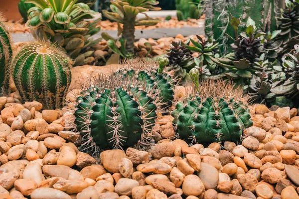 Üç kaktüs kayalık bir bölgede. Kaktüsler yeşil ve kahverengidir. Kayalar kahverengi ve toprak kahverengi.