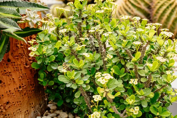 Yeşil yapraklı Bush kahverengi bir tencerenin yanındadır. Çalılık kayalarla çevrili. Ön planda küçük bir bitki var.