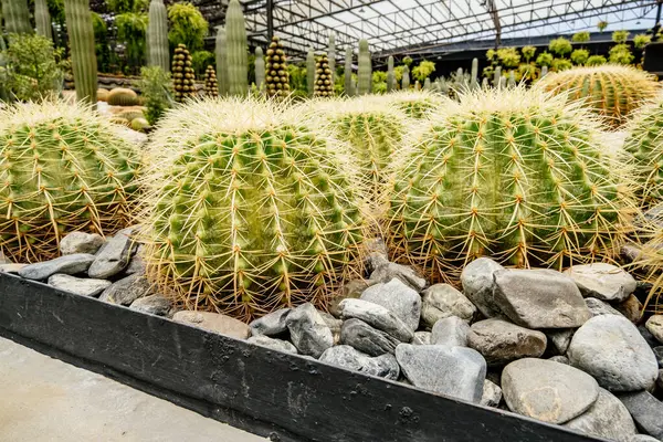 Kaktüsler bir bahçede sıralanır. Kaktüsler kayalarla dolu bir kara kutunun içinde.