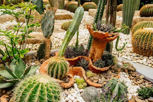 Ortasında büyük bir kaktüs olan kaktüs bahçesi. Bahçede daha bir sürü kaktüs var.