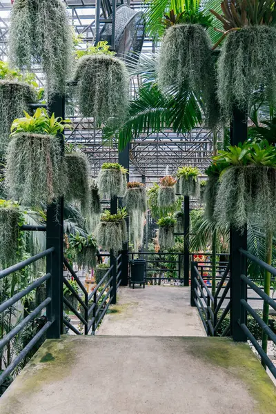 Tavandan sarkan bitkilerle dolu bir yürüyüş yolu. Tavandan sarkan birkaç bitki var, biri de kaldırımın tepesinde asılı.