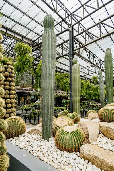 Büyük kaktüs bir çöl sahnesinin ortasında. Arka planda başka kaktüsler de var.