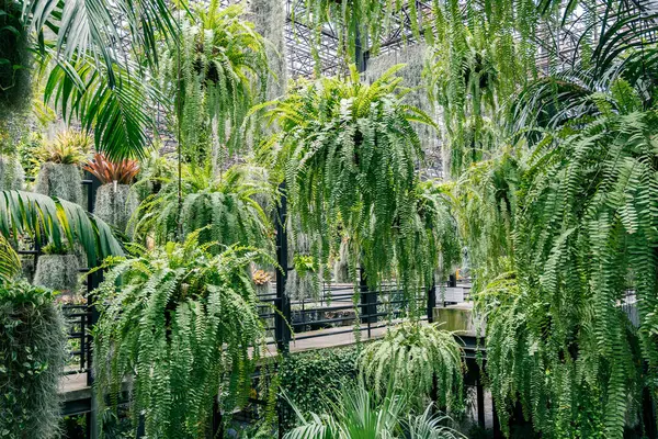 Tavandan sarkan uzun saplı uzun bir bitki. Bitki gür ve yeşildir, bitkinin tepesinden dibine kadar uzanan kalın bir gövdesi vardır. Fabrika başka bitkilerle çevrili.