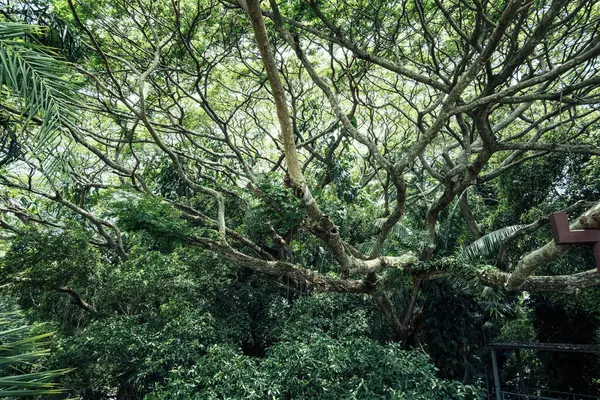 Yeşil yapraklı ve kahverengi gövdeli bir ağaç. Ağaç çalılarla çevrili.