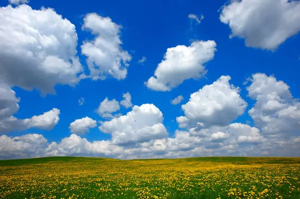 white clouds in the blue sky above a yellow meadow with dandelions