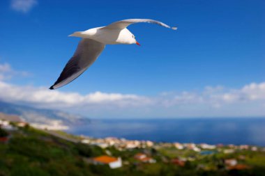 Genç siyah başlı martı (Larus Ridibundus) körfez ve okyanusun üzerinde, La Palma, Kanarya Adaları, İspanya