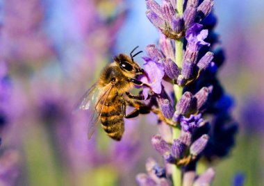 Bal arısı (Apis mellifera) lavanta çiçeği (Lavandula angustifolia) Fransa