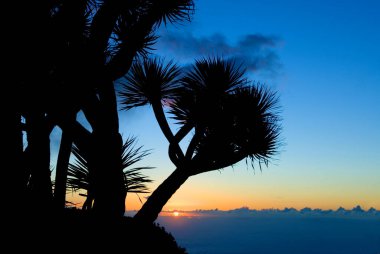 Dragon Tree (Dracaena Draco) La Palma, Canary Islands, Spain clipart