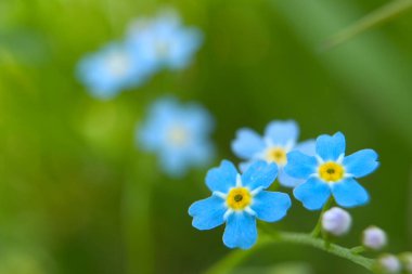 Unutma beni (myosotis) Garmisch-Partenkirchen, Bavyera, Almanya