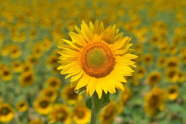 closeup of one single common sun flower (Helianthus Annuus) with field of sun flowers in background, Departement Vaucluse, France clipart