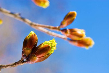 Nisan ayında mavi gökyüzüne karşı kırmızı akçaağaç (Acer rubrum) tomurcukları